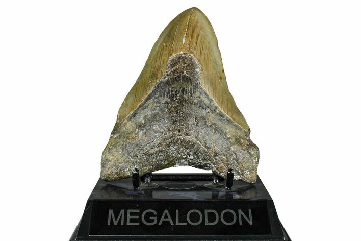 Fossil Megalodon Tooth - North Carolina #370213